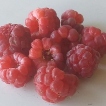 Logo - Danilo - Casa da Montanha - Paty do Alferes - RJ